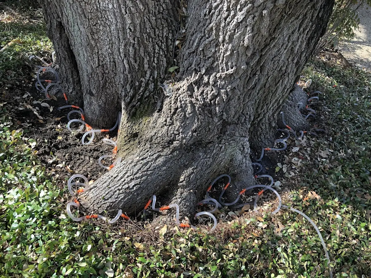Detailed Tree Cabling and Bracing job site in Naples